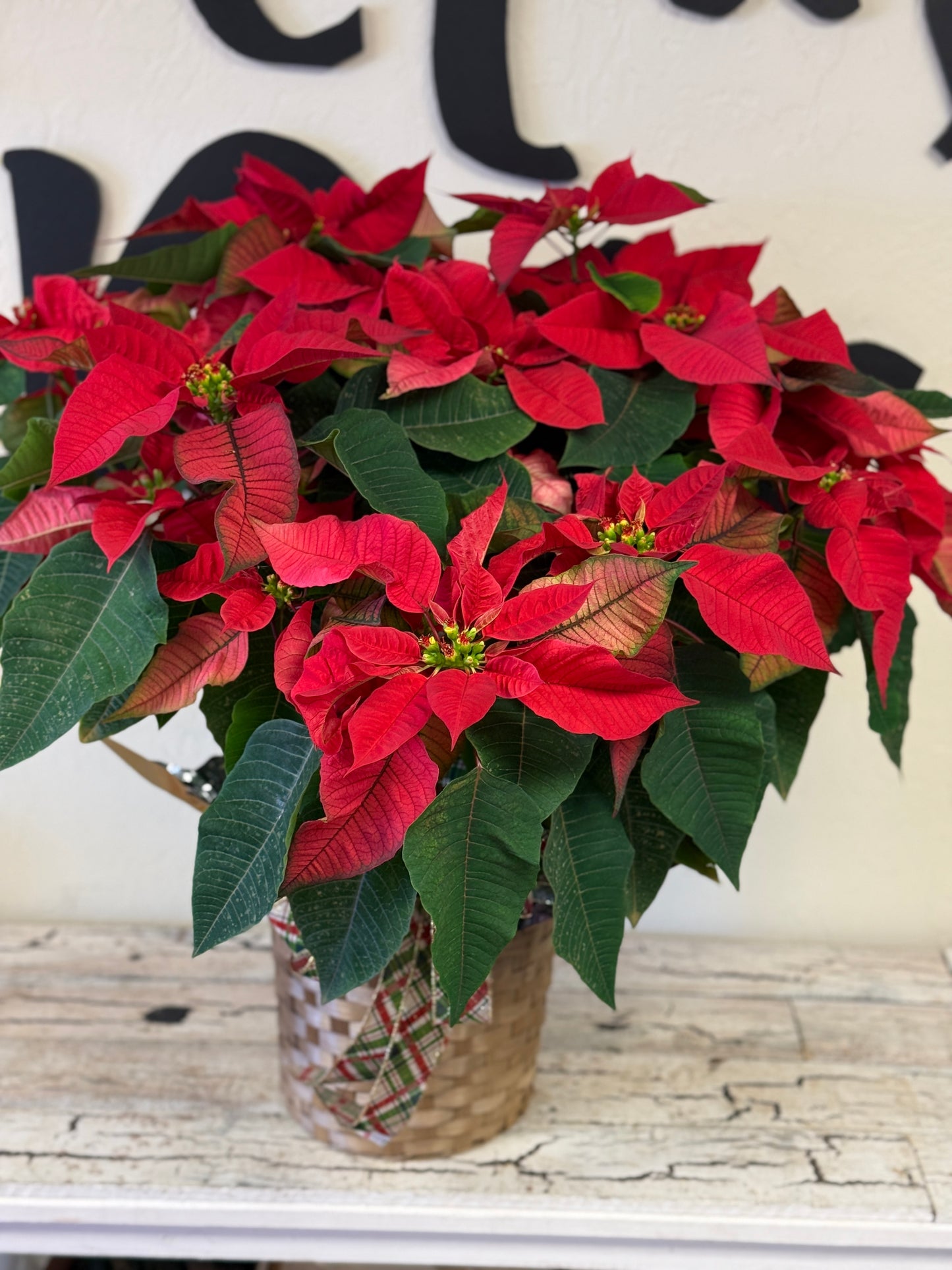 Large Poinsettia