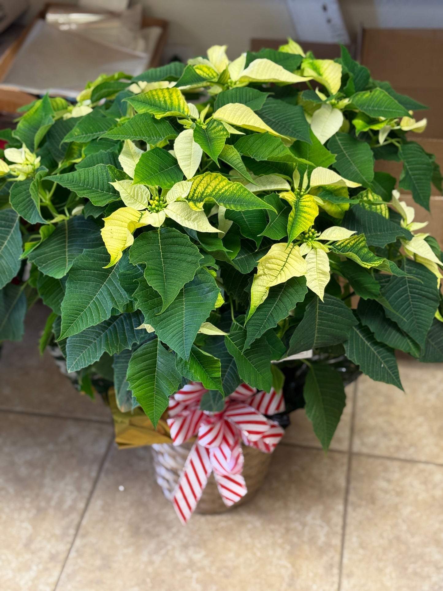 Large Poinsettia