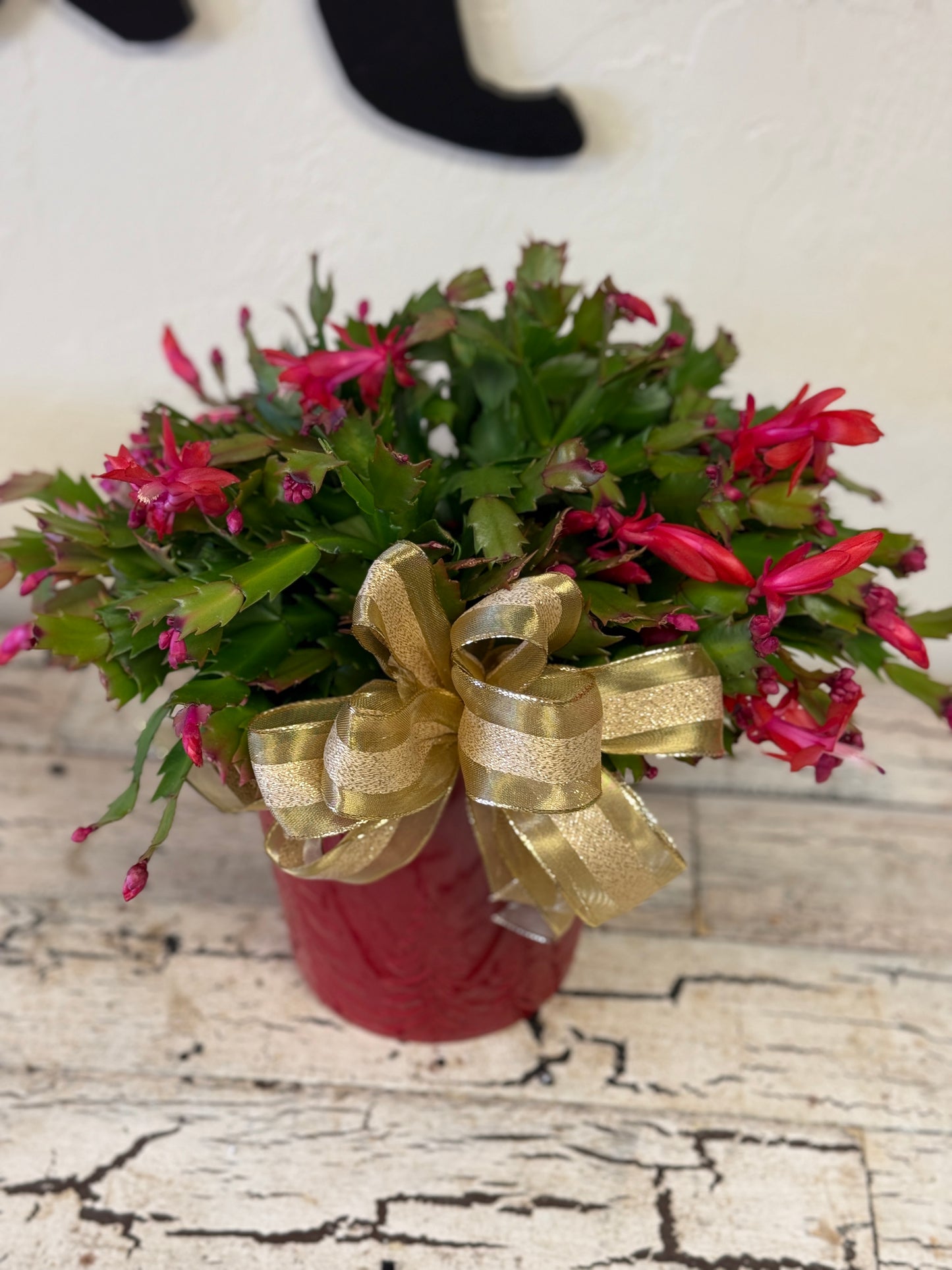 Christmas Cactus